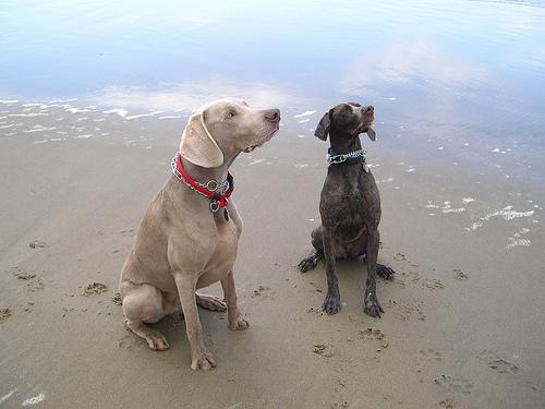 https://images.dog.ceo/breeds/weimaraner/n02092339_4378.jpg