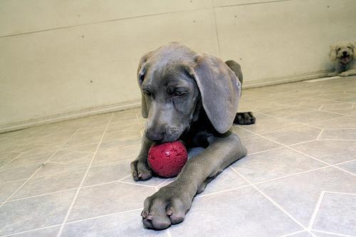 https://images.dog.ceo/breeds/weimaraner/n02092339_439.jpg