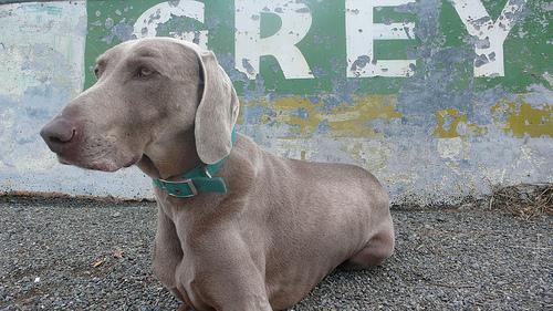 https://images.dog.ceo/breeds/weimaraner/n02092339_452.jpg