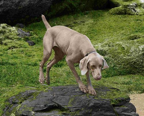 https://images.dog.ceo/breeds/weimaraner/n02092339_4527.jpg