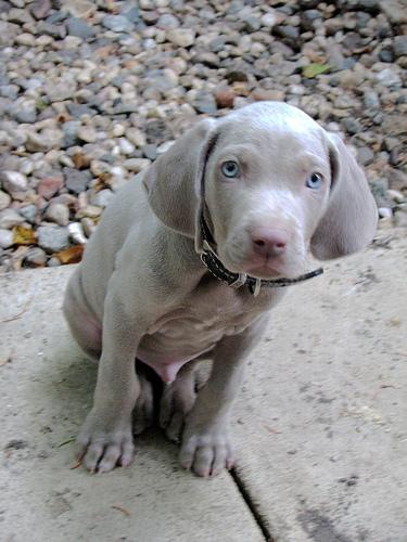 https://images.dog.ceo/breeds/weimaraner/n02092339_4633.jpg