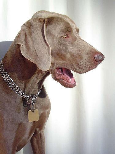 https://images.dog.ceo/breeds/weimaraner/n02092339_4650.jpg