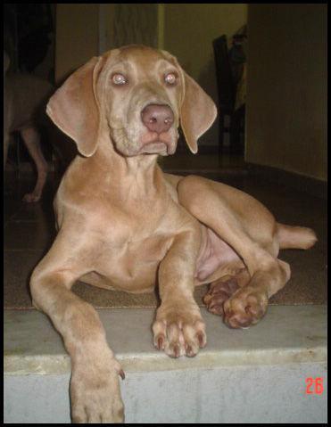 https://images.dog.ceo/breeds/weimaraner/n02092339_49.jpg