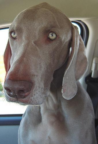 https://images.dog.ceo/breeds/weimaraner/n02092339_4906.jpg