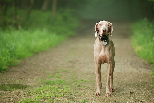 https://images.dog.ceo/breeds/weimaraner/n02092339_4965.jpg