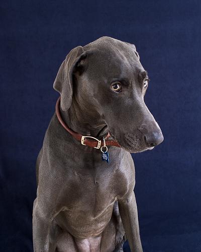 https://images.dog.ceo/breeds/weimaraner/n02092339_512.jpg