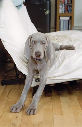 https://images.dog.ceo/breeds/weimaraner/n02092339_5120.jpg