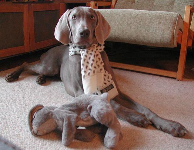 https://images.dog.ceo/breeds/weimaraner/n02092339_514.jpg