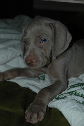 https://images.dog.ceo/breeds/weimaraner/n02092339_52.jpg