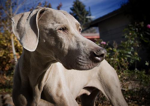 https://images.dog.ceo/breeds/weimaraner/n02092339_5292.jpg