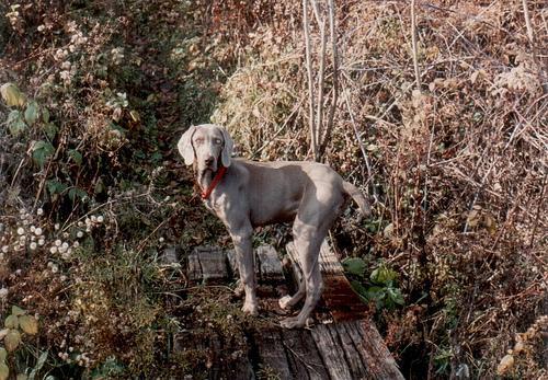 https://images.dog.ceo/breeds/weimaraner/n02092339_5313.jpg