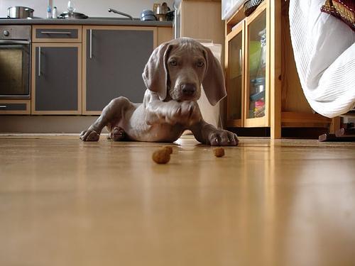 https://images.dog.ceo/breeds/weimaraner/n02092339_5411.jpg