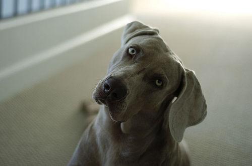 https://images.dog.ceo/breeds/weimaraner/n02092339_5438.jpg