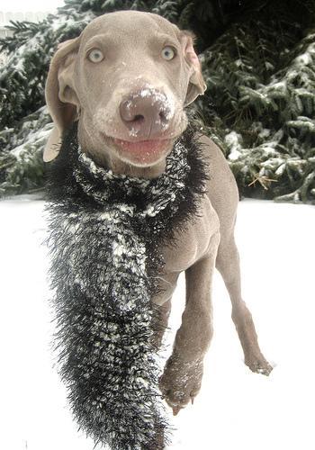 https://images.dog.ceo/breeds/weimaraner/n02092339_5740.jpg