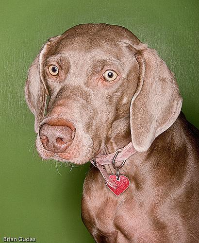 https://images.dog.ceo/breeds/weimaraner/n02092339_5818.jpg