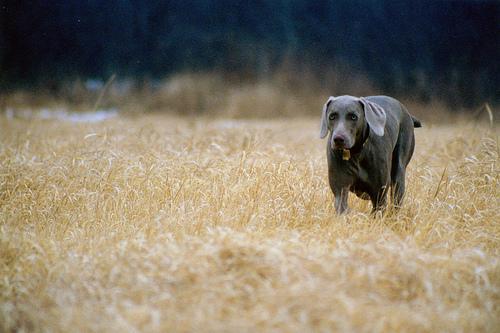 https://images.dog.ceo/breeds/weimaraner/n02092339_5845.jpg