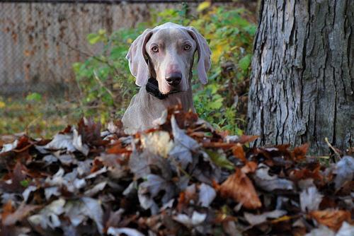 https://images.dog.ceo/breeds/weimaraner/n02092339_5978.jpg