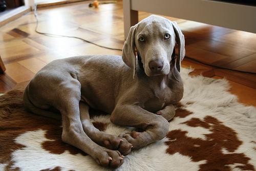 https://images.dog.ceo/breeds/weimaraner/n02092339_5981.jpg