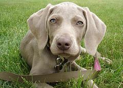 https://images.dog.ceo/breeds/weimaraner/n02092339_5999.jpg