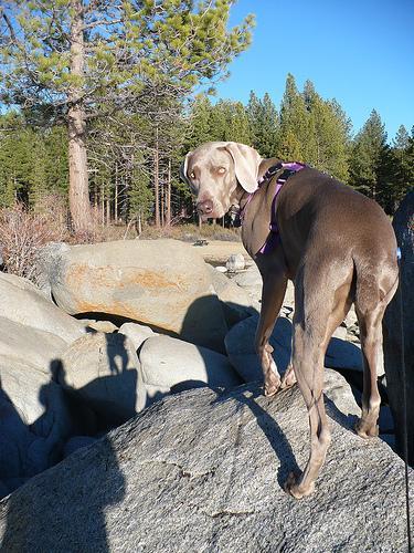 https://images.dog.ceo/breeds/weimaraner/n02092339_6077.jpg