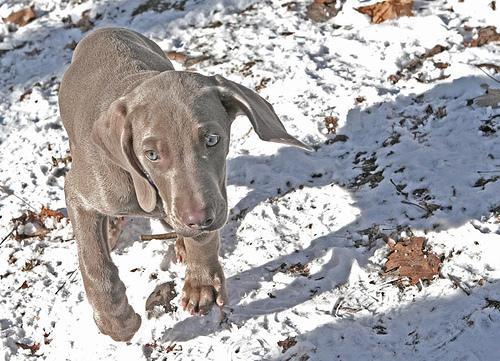 https://images.dog.ceo/breeds/weimaraner/n02092339_6114.jpg