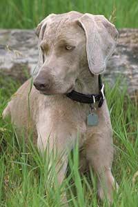 https://images.dog.ceo/breeds/weimaraner/n02092339_6212.jpg