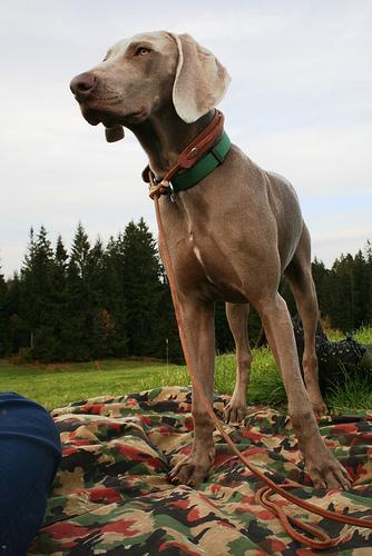 https://images.dog.ceo/breeds/weimaraner/n02092339_6269.jpg