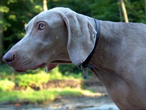 https://images.dog.ceo/breeds/weimaraner/n02092339_6334.jpg