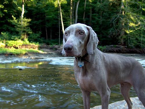 https://images.dog.ceo/breeds/weimaraner/n02092339_6361.jpg