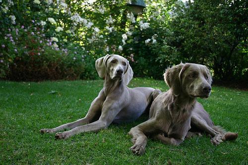 https://images.dog.ceo/breeds/weimaraner/n02092339_6401.jpg