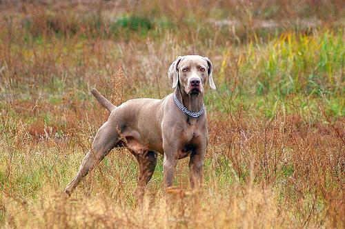 https://images.dog.ceo/breeds/weimaraner/n02092339_6410.jpg