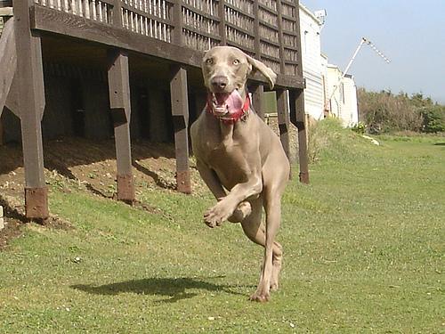 https://images.dog.ceo/breeds/weimaraner/n02092339_642.jpg