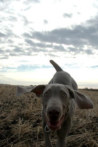 https://images.dog.ceo/breeds/weimaraner/n02092339_6430.jpg