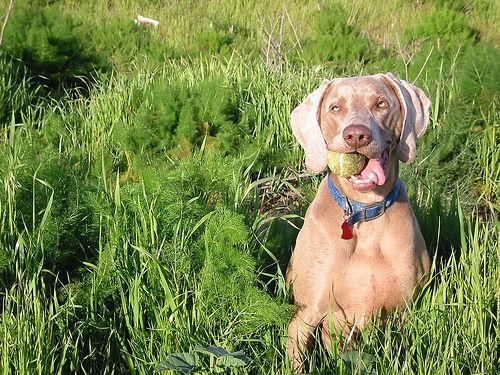 https://images.dog.ceo/breeds/weimaraner/n02092339_6509.jpg