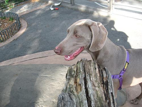 https://images.dog.ceo/breeds/weimaraner/n02092339_6530.jpg