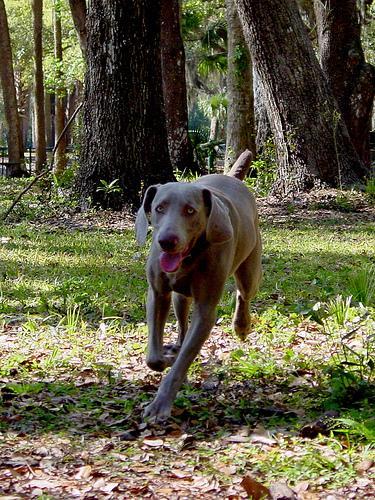 https://images.dog.ceo/breeds/weimaraner/n02092339_6543.jpg