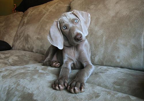 https://images.dog.ceo/breeds/weimaraner/n02092339_6548.jpg