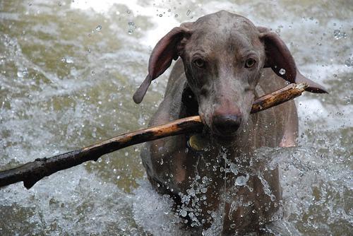 https://images.dog.ceo/breeds/weimaraner/n02092339_6678.jpg