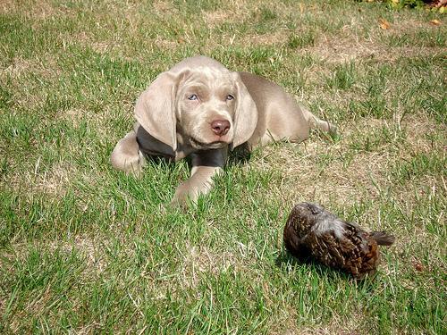 https://images.dog.ceo/breeds/weimaraner/n02092339_669.jpg