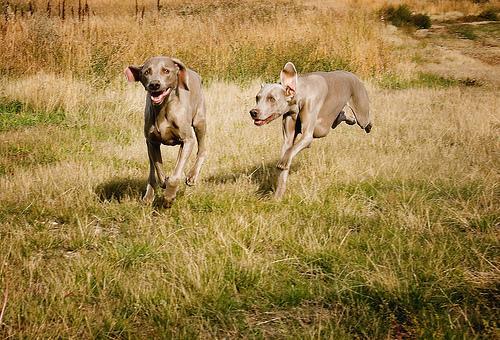 https://images.dog.ceo/breeds/weimaraner/n02092339_6752.jpg