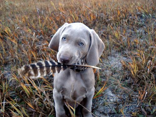 https://images.dog.ceo/breeds/weimaraner/n02092339_6794.jpg