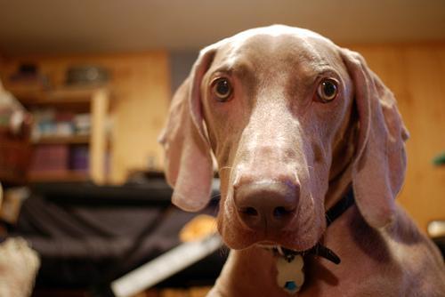 https://images.dog.ceo/breeds/weimaraner/n02092339_6869.jpg