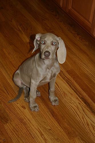 https://images.dog.ceo/breeds/weimaraner/n02092339_707.jpg