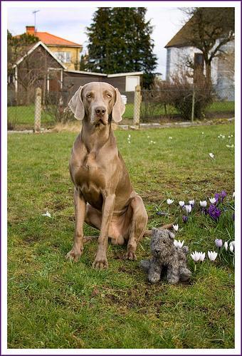 https://images.dog.ceo/breeds/weimaraner/n02092339_7210.jpg