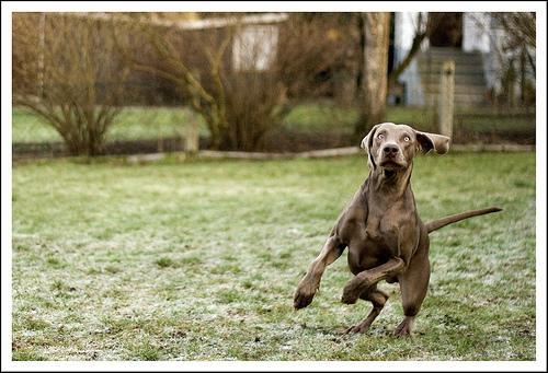 https://images.dog.ceo/breeds/weimaraner/n02092339_7224.jpg