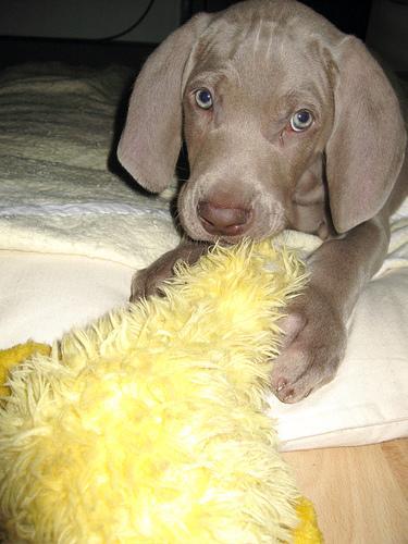 https://images.dog.ceo/breeds/weimaraner/n02092339_727.jpg