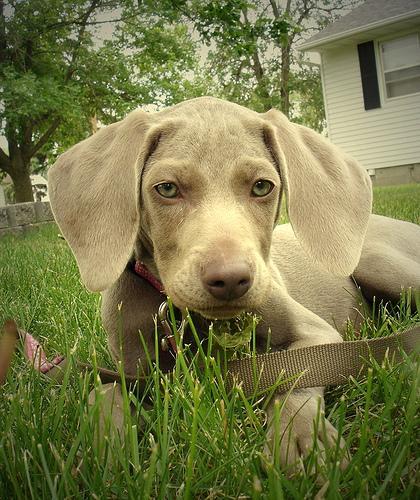 https://images.dog.ceo/breeds/weimaraner/n02092339_7403.jpg