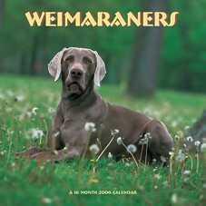 https://images.dog.ceo/breeds/weimaraner/n02092339_7432.jpg