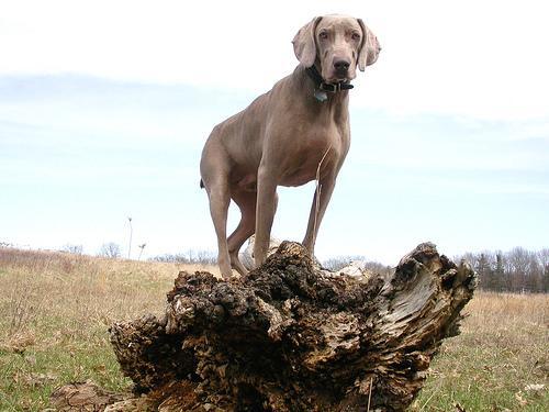 https://images.dog.ceo/breeds/weimaraner/n02092339_7468.jpg