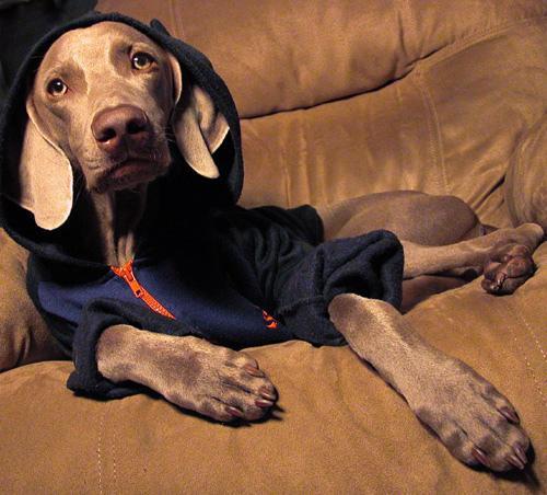 https://images.dog.ceo/breeds/weimaraner/n02092339_747.jpg